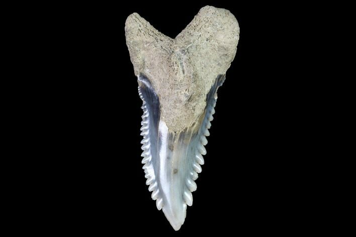 Hemipristis Shark Tooth Fossil - Virginia #91742